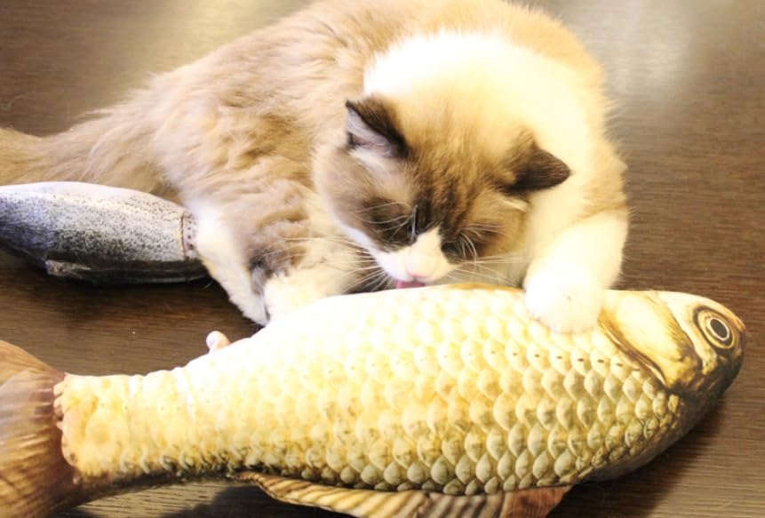 Crucian Carp Cushion, Fish Cushion, Fish Cushion, Fish Cushion, Cat Plush Toy, Cute, Adorable, Funny Item, Event, Party Goods, Gift, Cute, Moe,
