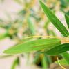 Bionic Bamboo Decor: New Chinese Style Faux Bamboo Plant for Living and Tea Rooms