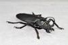 BACALYSO Nirvana Titan Giant Beetle Figure 12CM Class Холодильник Наклейка Магнитный Орнамент Магнит Настоящее Насекомое Класс Взрослых Иллюстрированная Книга Насекомое