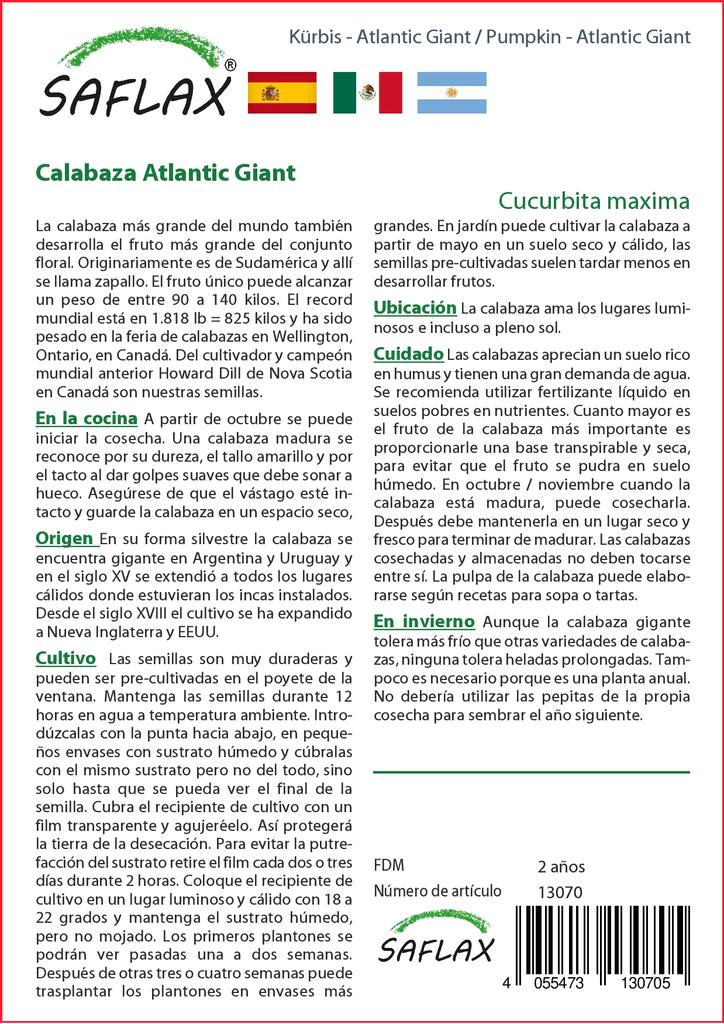 SAFLAX Тыква - Атлантический Гигант - 7 семян - Cucurbita maxima