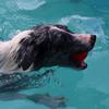 Interactive Recovery Training Teeth Cleaning Pet Supplies Dog Toy Dog Ball Bouncing Ball Chew Toys