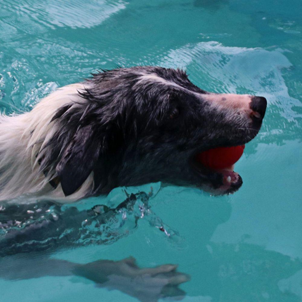 Interactive Recovery Training Teeth Cleaning Pet Supplies Dog Toy Dog Ball Bouncing Ball Chew Toys