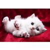 Full 5D Diy Diamond Painting Cute Cat Diamond Embroidery Cross Stitch Home Decor Handmade Gift