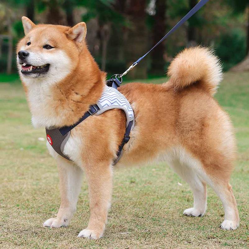 Новый комплект поводков для собак Samll, собак, кошек, нагрудный ремень, светоотражающий поводок для домашних животных, тренировочный жилет для прогулок и щенков, безопасный жилет для собак
