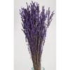Shocked Spill Resistant Real Lavender Bunch Purple (100 грамм)