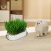 Cat Grass Germination Kit, Lightweight Tray.