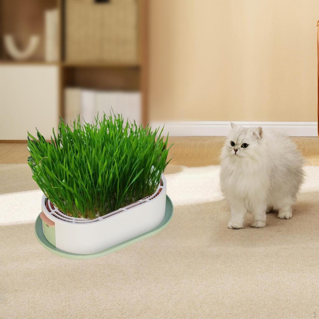 Cat Grass Germination Kit, Lightweight Tray.