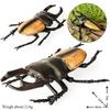 Oenux Big Size Insect Model Coleoptera Lucanidae Beetle Dynastes Hercules Action Figures Figurine Educational Kids Safe Toy