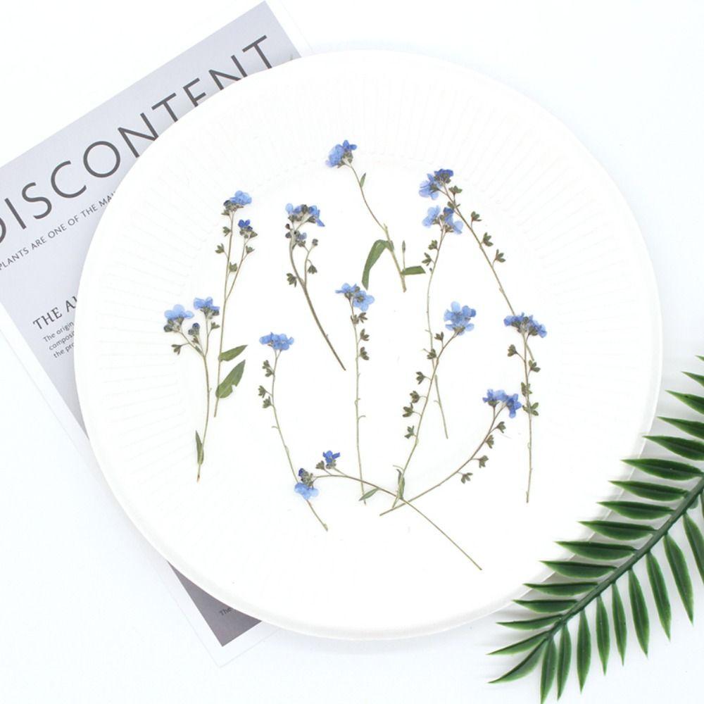 DIY Candle Making Card Jewelry Forget-Me-Not with Stem Pressed Flower Don't Forget Me Dried Flowers