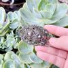 Grey Crystal Brooch Women's Brooch Antique Gold Color Bohemian Flower Scarf Pin Bridal Party Jewelry