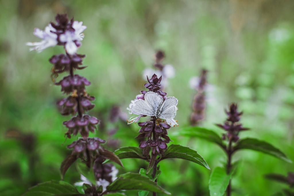 SAFLAX Garden in the Bag - Органический - Базилик тайский - 250 семян - С субстратом в подходящем стоячем пакете - Ocimum basilicum