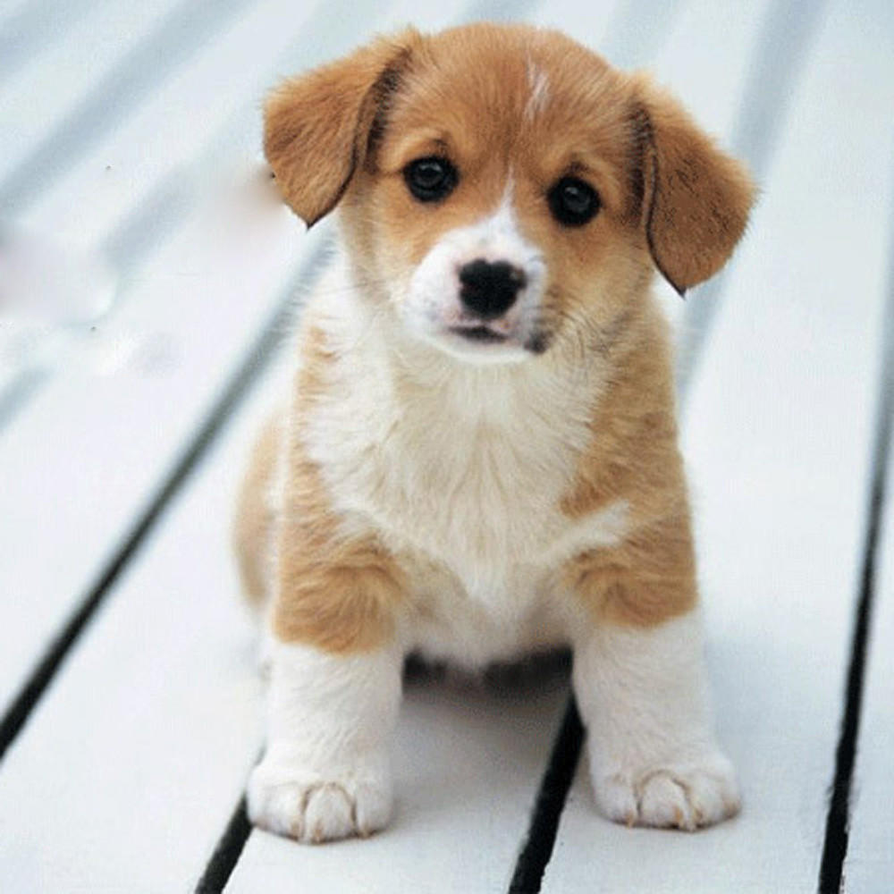 Щетка для ванны для домашних животных, собак, кошек, расческа, резиновая перчатка, чистка волос, меха, уход, массаж, силиконовая прихватка