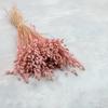 Dried Trembling Plant - (Briza Maxima) - Pink