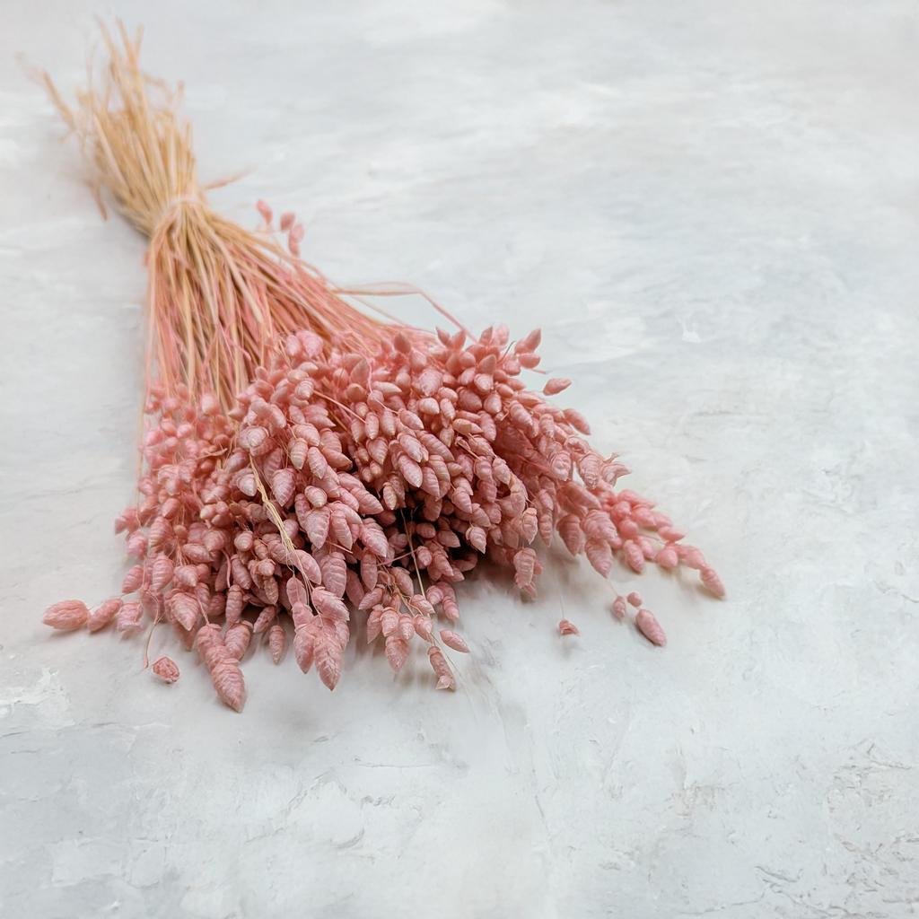 Dried Trembling Plant - (Briza Maxima) - Pink