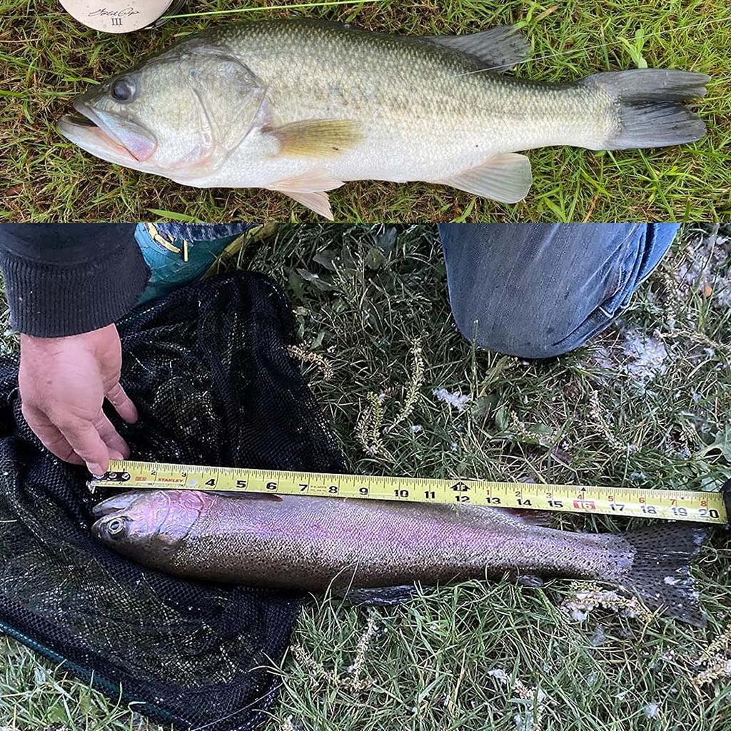 3/6/12/18/24 шт. мокрые мушки для ловли форели, искусственные насекомые, крючок, наживка, бабочка, приманка для ловли форели #8