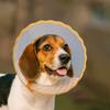 Anti-Lick Cat Elizabethan Collar Anti-Chew Dog Anti-Bite Collar Pet Recovery Collar  Pet Care