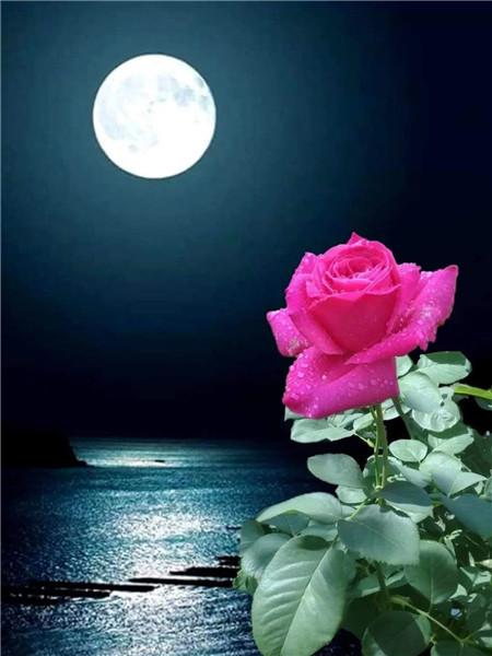 5D DIY Алмазная картина Новый цветок Роза Стразы Алмазная вышивка Распродажа Пейзаж Приморская мозаика Домашний декор