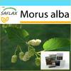 Подарочный набор - Белая шелковица - 200 семян - С подарочной коробкой, карточкой, этикеткой и посадочным субстратом - Morus alba
