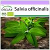 Organic - Шалфей - 60 семян - Salvia officinalis