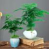 Asparagus Fern Indoor Plant: Air-Purifying, Evergreen, Hydroponic Bonsai for Office or Home