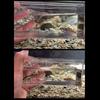 Transparent Fish Viewing Box Micro Landscape Mini Desktop Goldfish Bowl Dustproof Broken Resistant Fish Breeding Tanks