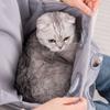 Регулируемый фартук для ухода за домашними животными Эластичный карман Дышащая сетка Переноска для животных Фартук устойчивый к царапинам и шерсти Фартук для удержания кошки