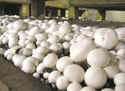 Мицелий шампиньонов Набор для выращивания грибов