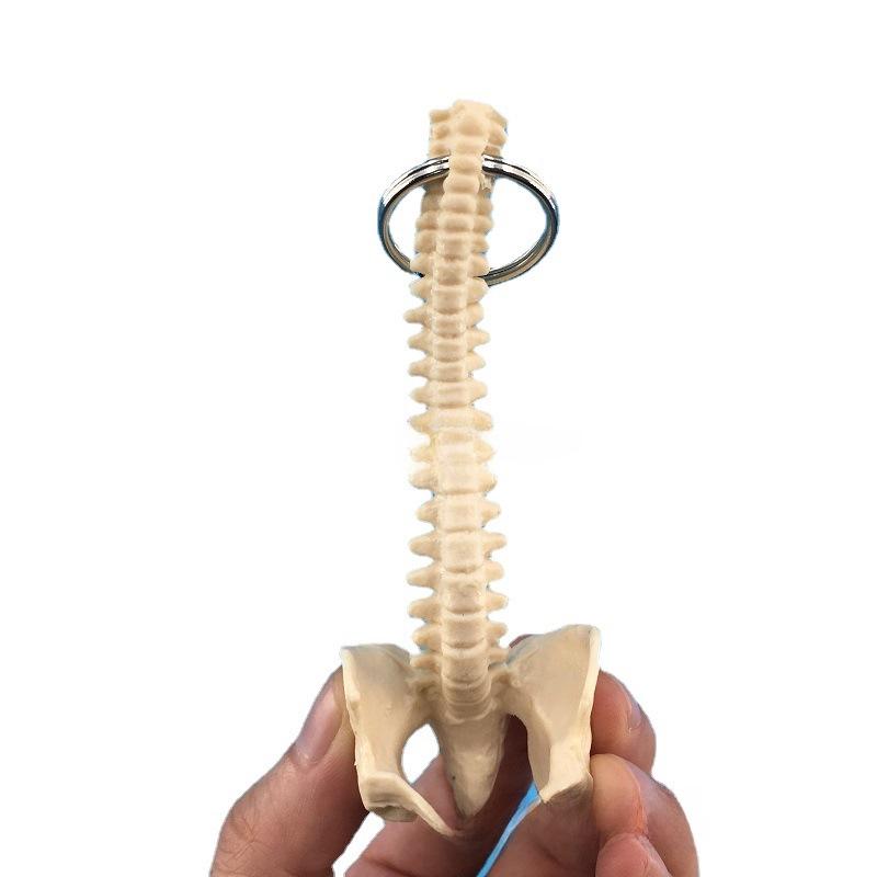Миниатюрный брелок в виде человеческого позвоночника - модель скелета поясничных позвонков