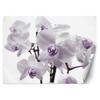 Wallpaper Blooming Orchid