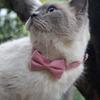 Velvet Cat Collar Bowknot Adjustable Safety Buckle Gatos Bow Tie Cat Accessories Collar for Cats with Bell Solid Color