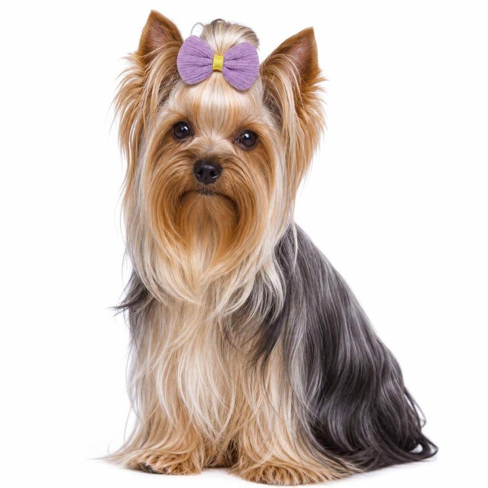 14pcs Cute Dog Hair Bows Elastic Dog Bow Hair Ties Practical Puppy Bows Pet Accessories