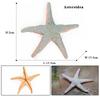 Oenux Ocean Animals Model Jellyfish Starfish Sea Anemone Coral Action Figures Aquarium PVC Miniature Educational Kids Toy Gift
