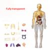 Human Organs Model Structure Skeleton 3D Skeleton Viscera Removable Assembled Medical Anatomy Three-dimensional