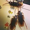 10Pcs Prank Funny Trick Joke Toys Lifelike Model Simulation Cockroach Kids Children Magic Props