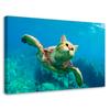 Canvas Print Cat Turtle Sea Ocean