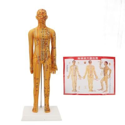 20.9 дюймов Акупунктура Женская Модель Высокое Разрешение Ясно Китайский Человеческое Тело Акупунктурная Модель для