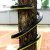 Useful Realistic Scales Exquisite Workmanship Simulation Snake Fake Snake Model Surprised Festival Trick Decoration Holiday Gift