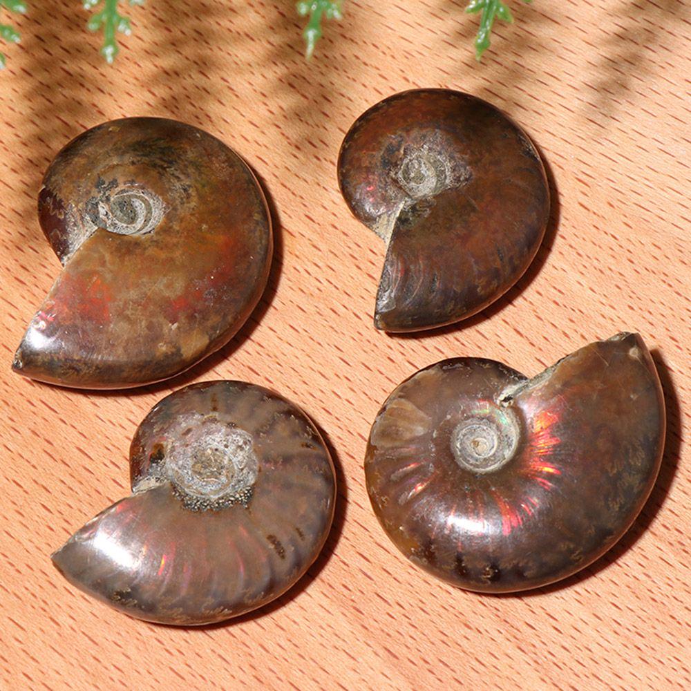 Crystal Collectibles Specimen Fossil Ammolite Facet Madagascar Stone Natural Iridescent Ammonite