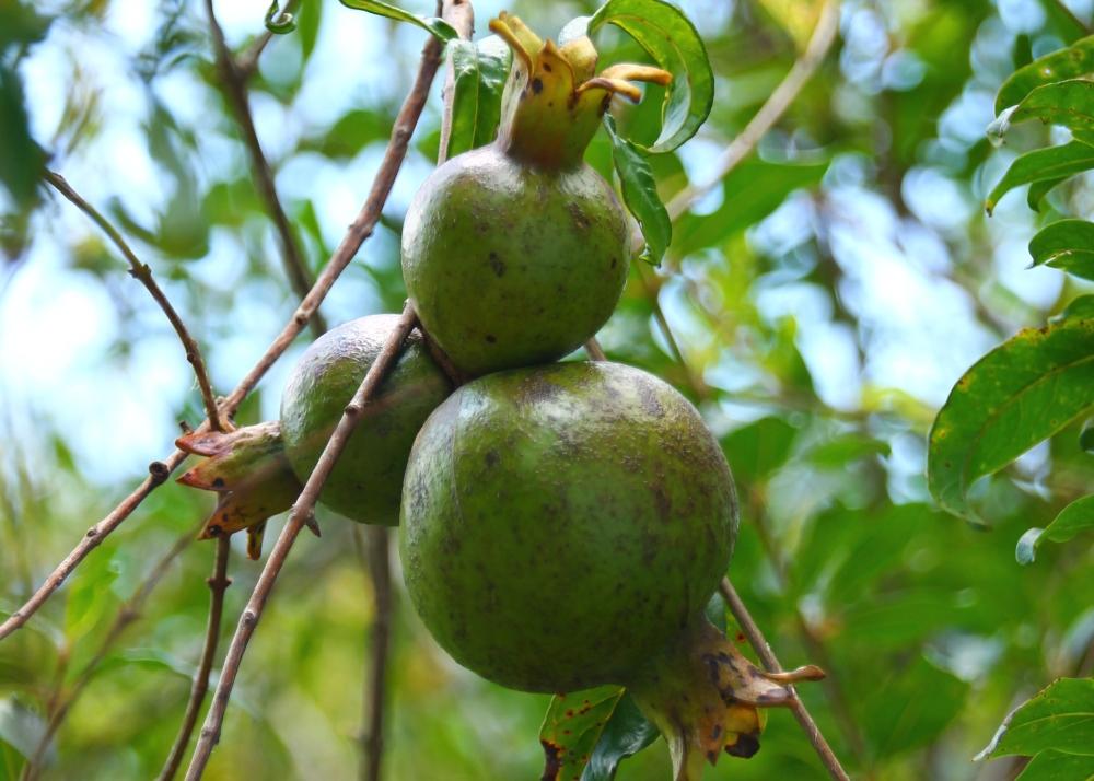 SAFLAX Карликовый гранат - 50 семян - С горшечным субстратом для лучшего выращивания - Punica granatum nana