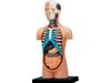 4D Human Torso Anatomy Model (626003) by Fame Master, a 4D master educational STEM puzzle.