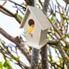 Wooden Bird House Wall Mounting For Small Birds Nice Bird Nest Designed With Perches Solid Birdhouse Weatherproof