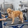 Adjustable Length Pet Grooming Loop Woven Nylon Belt Pet Fixing Lead  Dog Bath Groom