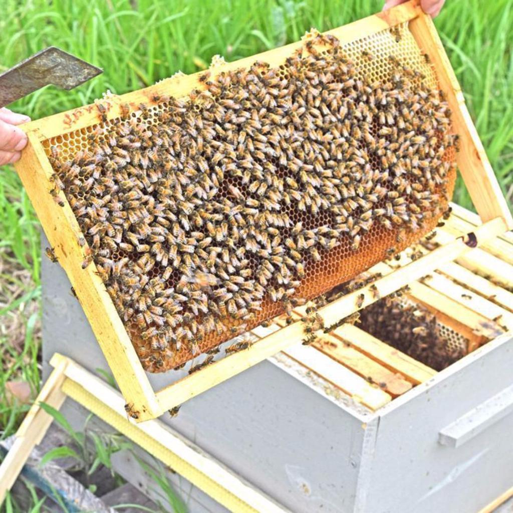 80 г 100% чистый натуральный желтый пчелиный воск Пчелиный воск для изготовления мыльных свечей своими руками