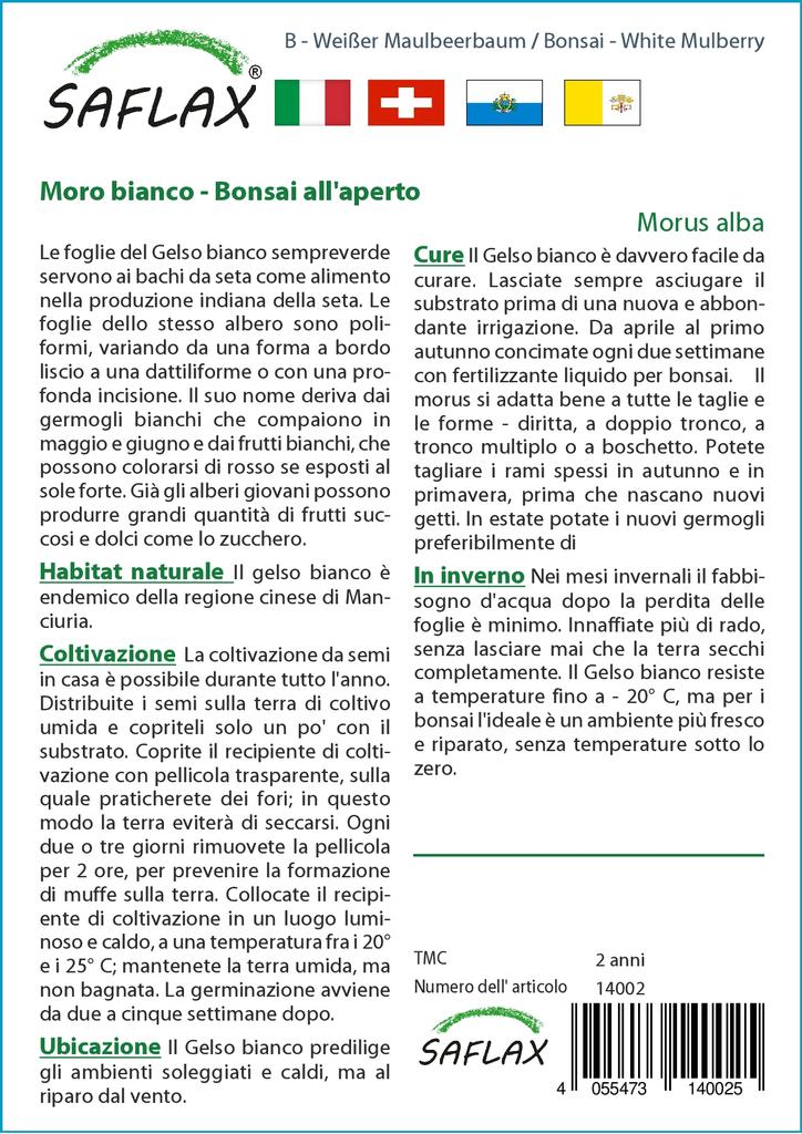 SAFLAX Бонсай - Белая шелковица - 200 семян - С горшечным субстратом для лучшего выращивания - Morus alba