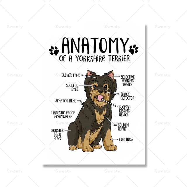 Холст с анатомией животных, постер, бордер-колли, йоркширский терьер, принт, современный зоомагазин, стена больницы