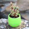 Mini Resin Stone Ball Flower Pot Multiple Colors Automatic Water Storage for Succulent Fleshy Potted Plants Home Garden Supplies