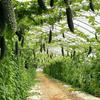 Сушеная горькая дыня, 1 кг, 1 штука, выращенная и высушенная в домашних условиях.