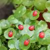 Micro Landscape Ornaments: Wooden Beetle & Ladybug DIY Set for Fish Tanks
