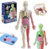 Human Body Model for Kids, Skeleton Science Model Kit That Glows In The Dark, 30 Pieces Anatomy Model, Interactive Educational Toys for Kids