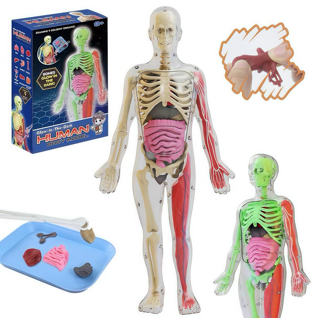 Human Body Model for Kids, Skeleton Science Model Kit That Glows In The Dark, 30 Pieces Anatomy Model, Interactive Educational Toys for Kids